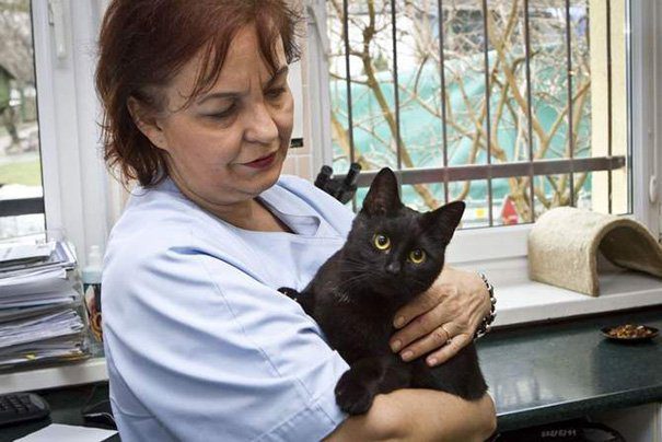 Polish nurse cat