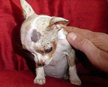 Because Of Bad Breeding, Puppy Was Born With Half A Brain