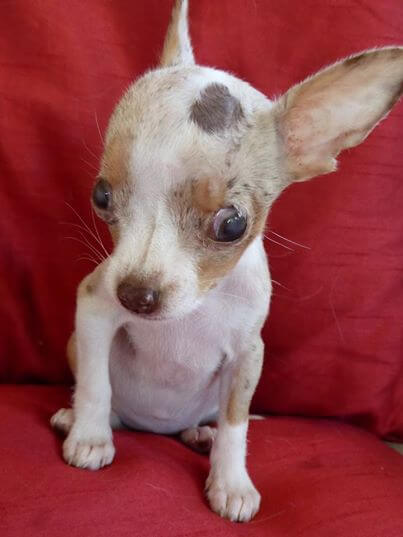 Puppy born with half brain