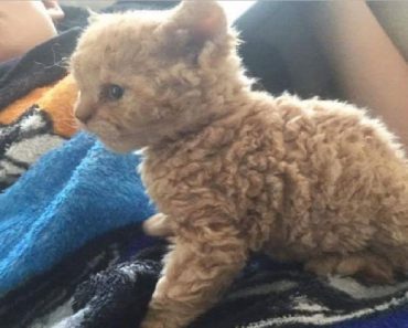 Shelter Curly Cats Are Taking Internet By Storm