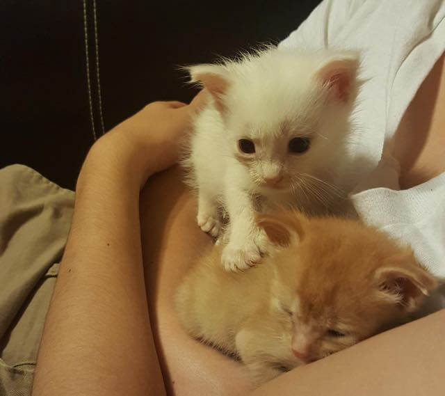 Three abandoned kittens