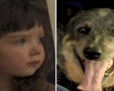 Missing Toddler And Her Faithful Dog Rescued After A 15 Hour Search
