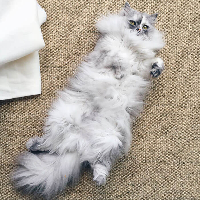 alice marble fur cat
