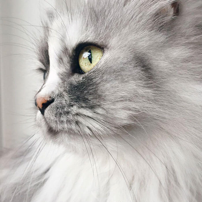 alice marble fur cat