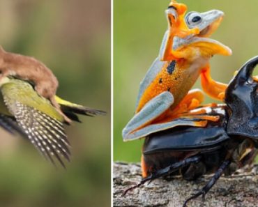 Silly Animals That Took Hitchhiking To A Whole New Level