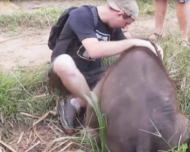 Baby Elephant Finds His Favorite Human To Cuddle