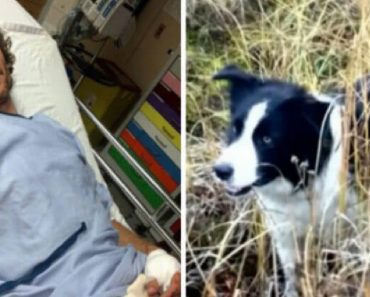 While Hiking, Dog Saved Owner From Bear Attack
