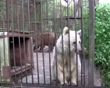 After Being Rescued From Tragic Circumstances, A Bear Undergoes The Most Incredible Transformation…