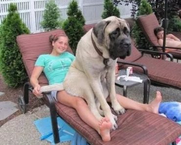 21 Hilarious Moments When Large Dog Breeds Had No Regard For How Big They Are…