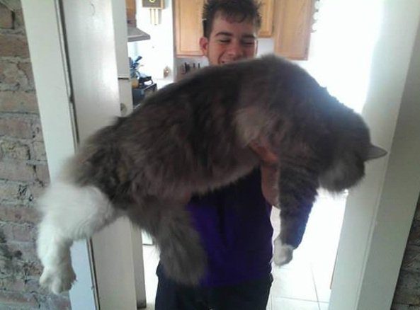 big fluffy cats