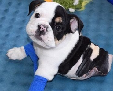 Bulldog Puppy Is Living Life To The Fullest With Only Half A Body