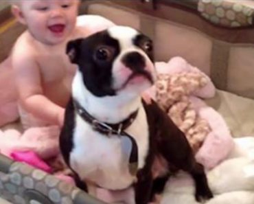 Mom Catches Their Boston Terrier Engaging In Hilarious Nap Time Routine With Baby