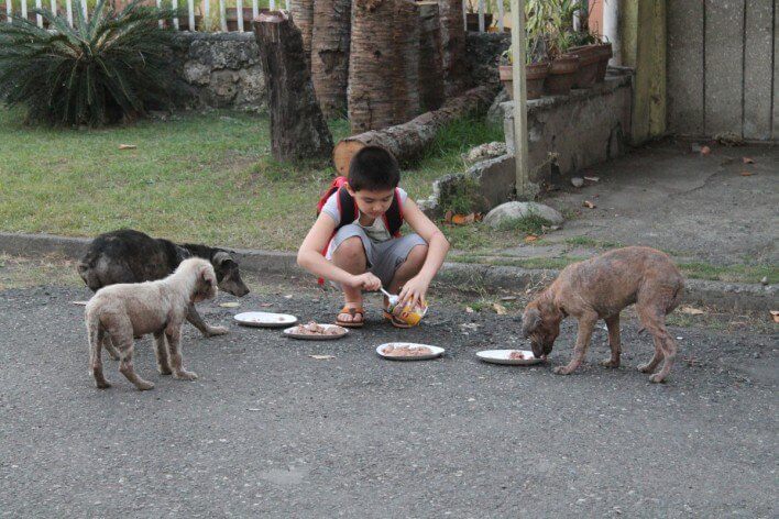 boy creates animal shelter