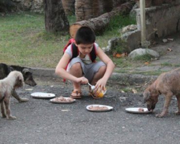 Nine-Year-Old Boy Creates Animal Shelter For Three Homeless Dogs