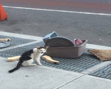 Cat Is Found Alone On Street Corner With His Litter Box And Other Possessions