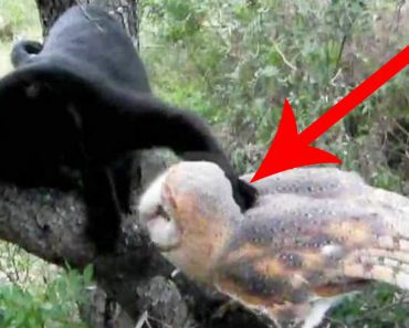 Cat Starts Playing With An Owl, And The Results Will Make You Laugh