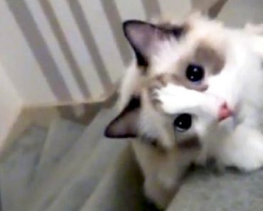 Their Cat Goes Down The Stairs In The Most Hilarious Way You Have Ever Seen…