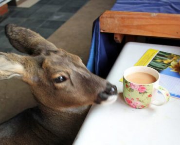Confused Rescue Deer Believes He Is Just One Of The Dogs