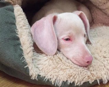 Rescuers Save The Life Of Unique Pink Puppy Born Blind And Deaf