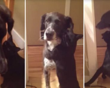 Their Dog Was Away For 10 Days, And You Have To See The Cat’s Response When He Returns…