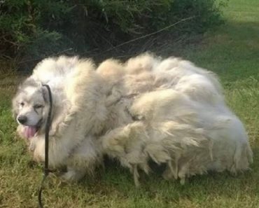 Rescued Dog Who Was Trapped In A Barn Gets An Unbelievable 35 Pounds Of Fur Removed