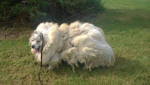 dog fur removed