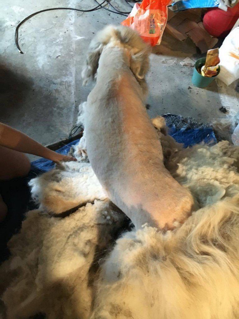 dog fur removed