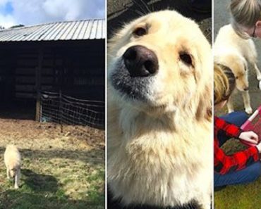 Mama Dog Tragically Lost Her Puppies In Barn Fire, Nurses A Litter Of Orphans