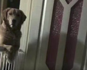 Puzzled Owner Digs Into Past To Discover Why Adopted Dog Watches Him Sleep Every Night…
