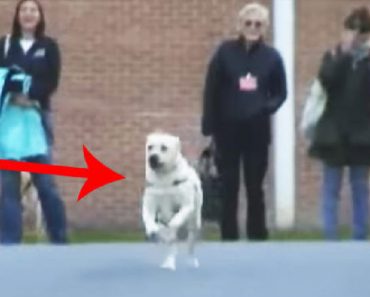 When They Bring The Dog To Prison, He Runs To An Old Friend