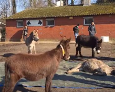 These Donkeys Send Their Deceased Friend Off With An Emotional Goodbye