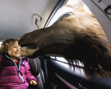They Were Driving Along A Road In The Woods When They Experienced This Incredible Moment…