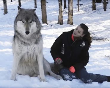 Wolf Sits Next To Her And Engages In Most Incredible Interaction You Have Ever Seen…