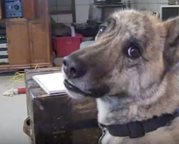 Dog Begs For Food, But Owner Has A Hilarious Answer For Him…