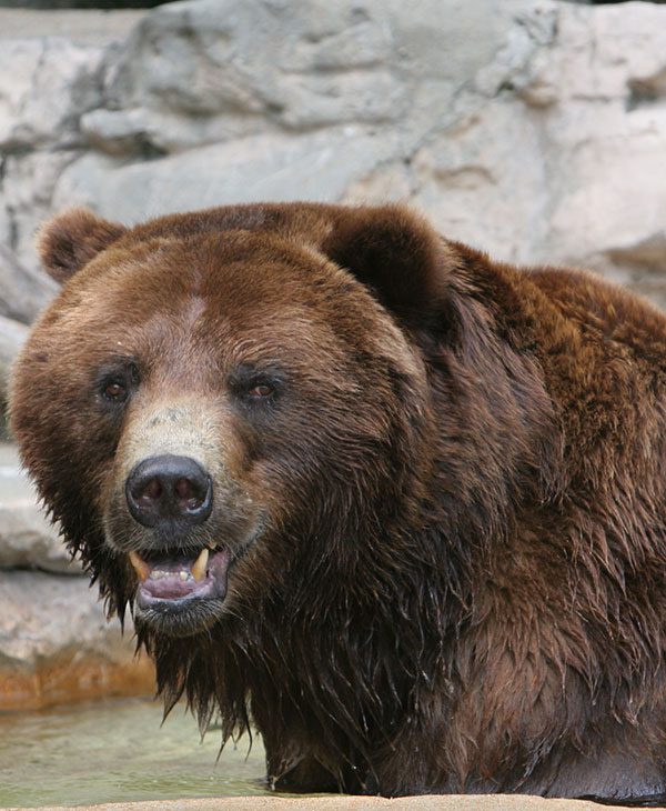 giant brown bear