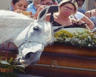 Horse Lays Head On Owner’s Coffin In A Heartbreaking Display Of Grief During Funeral