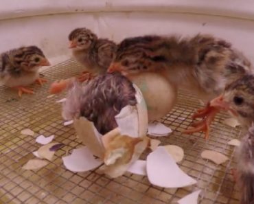 Adorable Chick Helps His Struggling Brother Hatch
