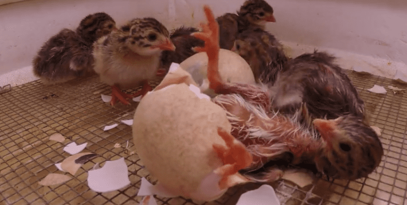 guinea fowl chick hatching