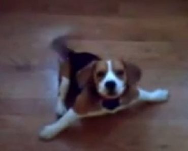 Their Beagle Has A Handicap, But It Doesn’t Stop Him From Being The Happiest Puppy You’ve Ever Seen