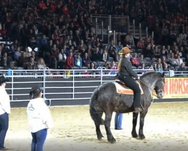 Gorgeous Trained Horse Hilariously Dances Choreographed Routine To A Country Classic…