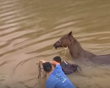 These Horses Were Rescued By Good Samaritans From A Catastrophic Flood In Texas