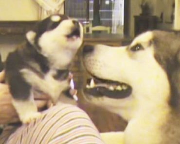 Watch This Proud Mama When Her Puppy Finds His Voice