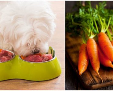 10 Healthy Human Foods That Are Also Beneficial To Feed Your Dog