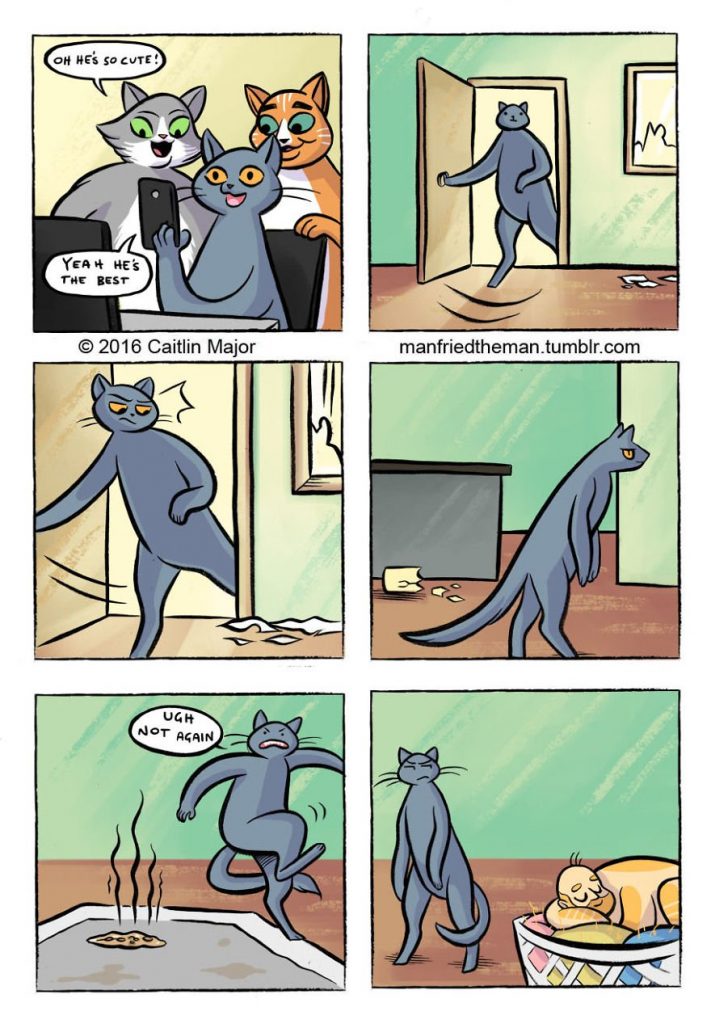 if cats and humans switched roles