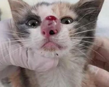 Their Kitten’s Nose Was Swelling At Rapid Rate, Then Their Vet Removes This From It…