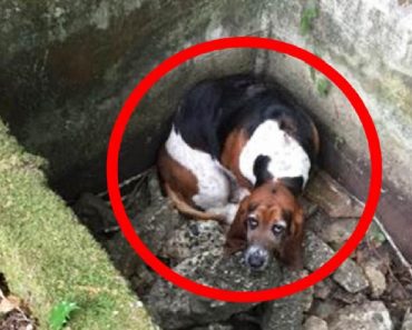 When Her Best Friend Became Trapped, This Loyal Dog Saved Her