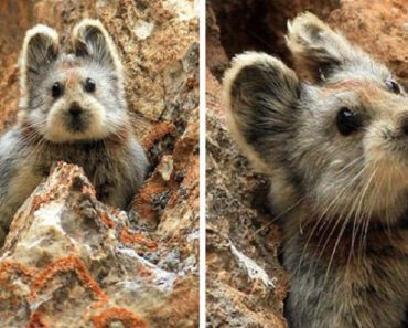 Rare Animal Often Referred To As “The Magic Rabbit” Is Spotted For The First Time In Two Decades