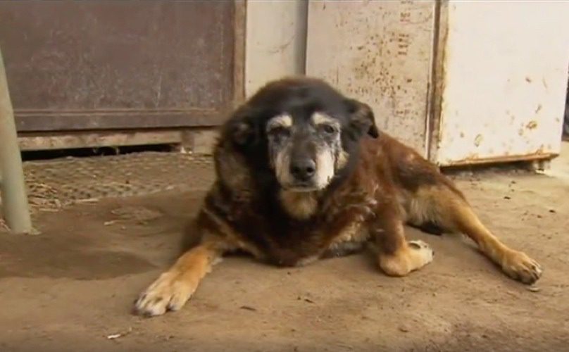 oldest dog passes away 