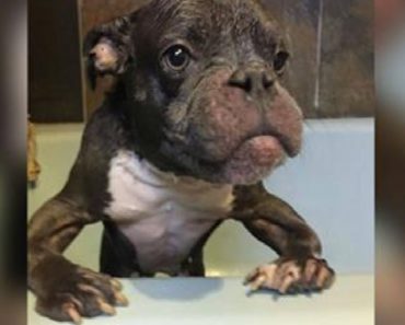 Pit Bull Born With Dwarfism Was Not Supposed To Survive Very Long
