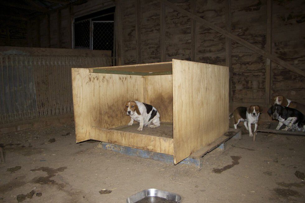 puppy mill dog hides babies 